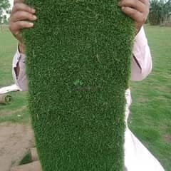 American /Korean grass
