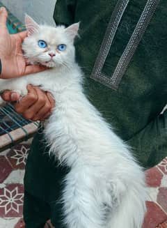 punch face blue botton eyes female kitten