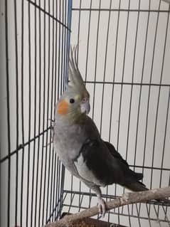 Cocktail/cockatiel/ cockteil female breeder bird.