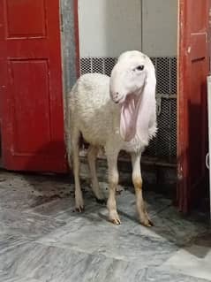 larkana dumba for sale