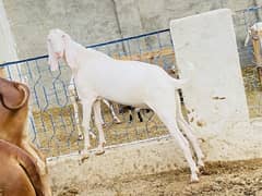 Bakra for sale