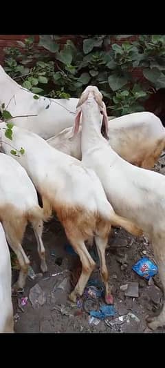 bakra