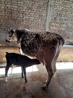 best cow for sale