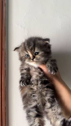 Ragdoll