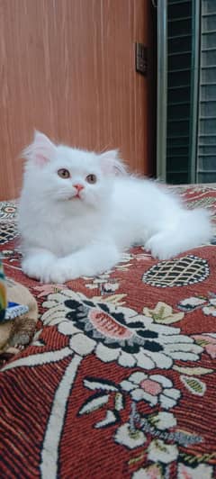 Persian Female Kitten