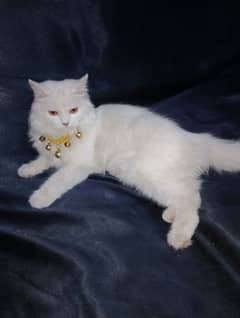 white Persian cat
