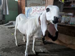 Ghr k paly howy dumbby picture se zeyada real me achy hen