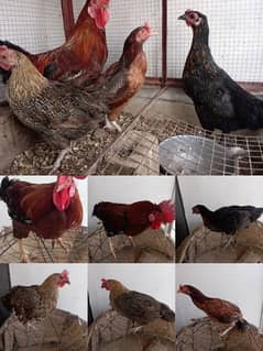 hens for sale