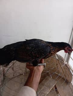 hens