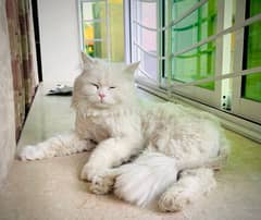 Persian Cat Coloured Eyes Fluffy available for breeding