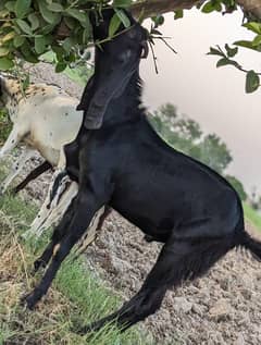 black bkraa