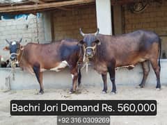Bachri jori for sale