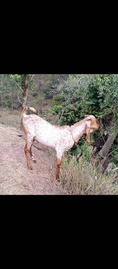 Makhi Cheena Bakra