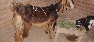 Dancer bkri for sale