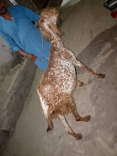 Makhi chini Bakri For Sale 03080039263