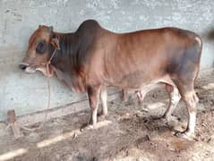 Qurbani Bulls