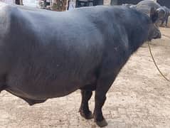 Black Buffalo Self-nurtured and Desi grown