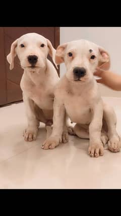 Dogo