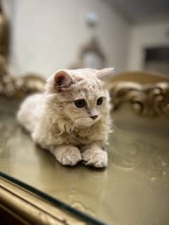 Persian