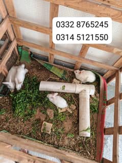 Rabbits