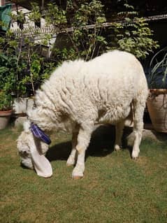 Pure Gulabi Male / Sheep / Dhumba