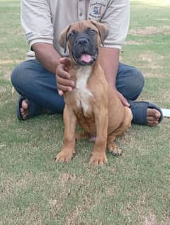 Bull mastiff puppies available for farm house's