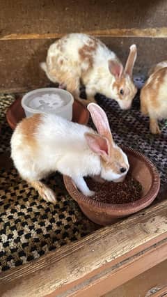 rabbit for sale male and female