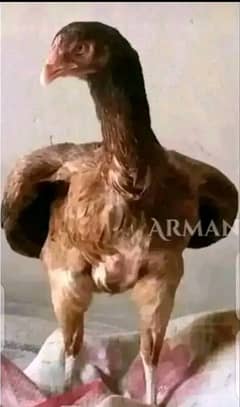 MianWali