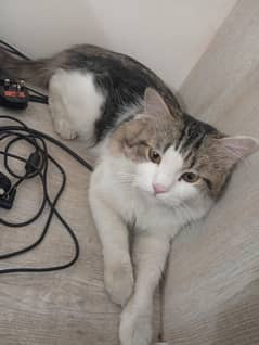 Persian cat