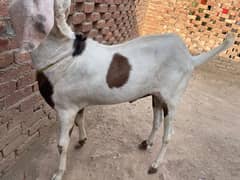 bakra