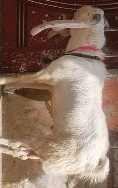 Rajan puri Bakra urgent for sale 03066289896