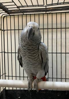 African grey Speaking parrot
