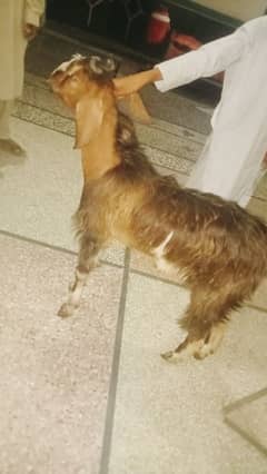 for sale