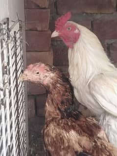 aseel pair