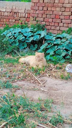 Parsian