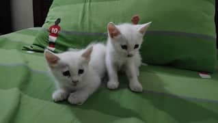 3 persian kittens for se