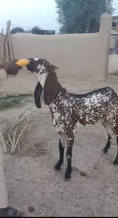 bakra
