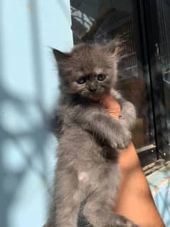 kitten's