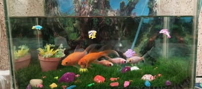 Gold Fish