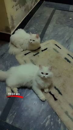 Persian triple cort cats