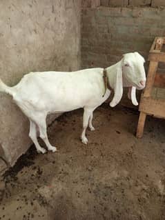 Waite goat