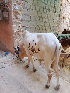 2 Dant gol bachra meat weight 3 man 100%