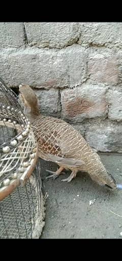dekhni titar pair for sale