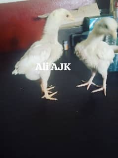 Heera