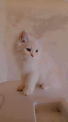 2 month golden and white  male kitten