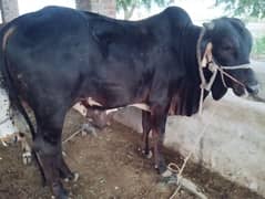 qurbani