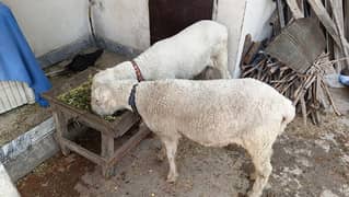 kajla and Mundra chatra for Qurbani heavy weight