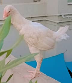 peper white heera/aseel Murphy egg laying