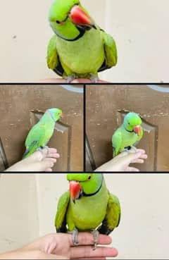 Male