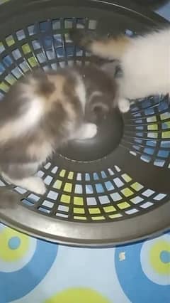 923/282/273/707 persion kittens double coat white/calico